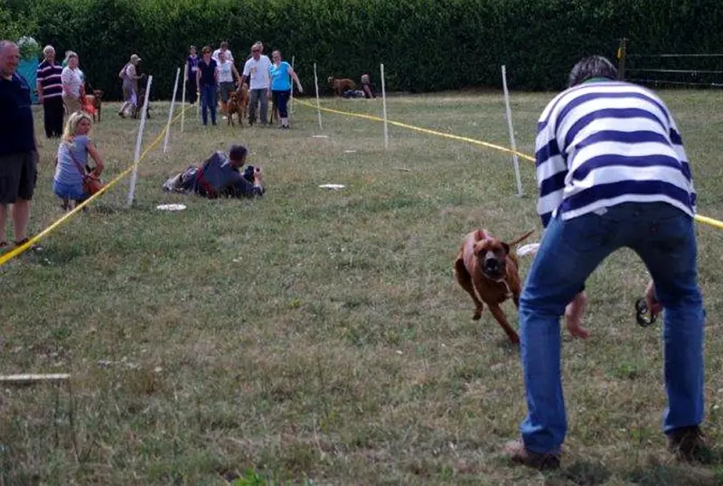 Portée de Rhodesian ridgeback, élevage Ye Japha