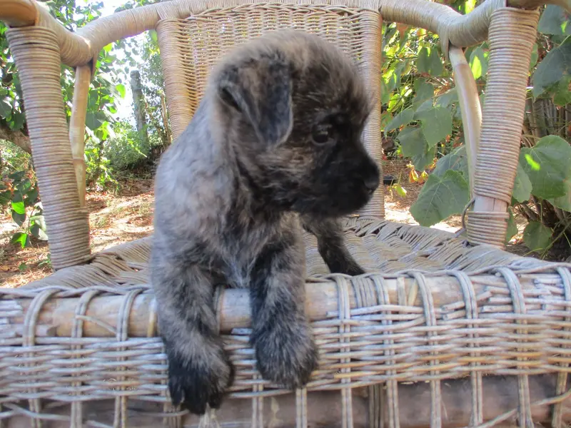 Boson De Higgs, Cairn terrier, élevage Des Cedres de Bourdane