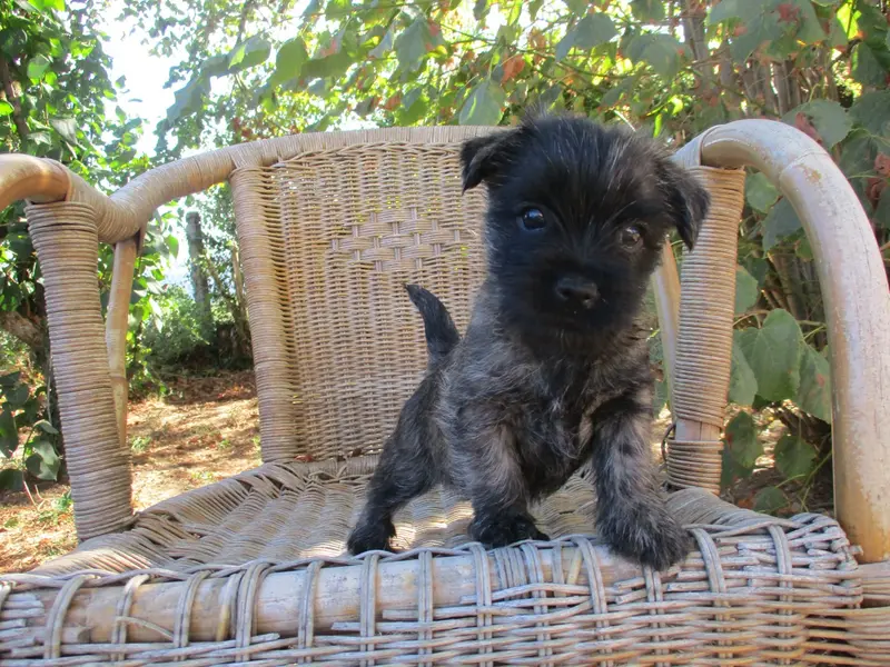 Bichta, Cairn terrier, élevage Des Cedres de Bourdane