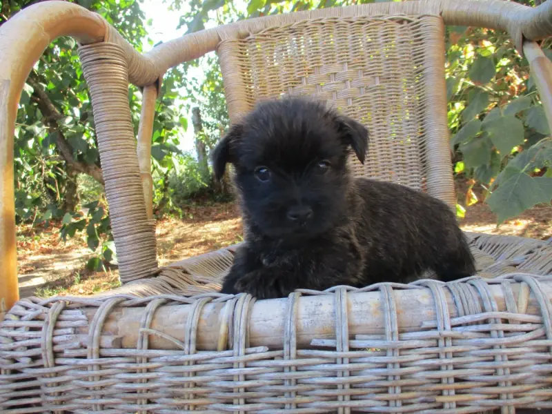 Bob, Cairn terrier, élevage Des Cedres de Bourdane