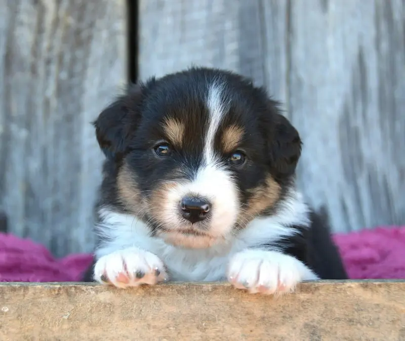 Chiot, Berger australien, élevage Du Domaine de Keops