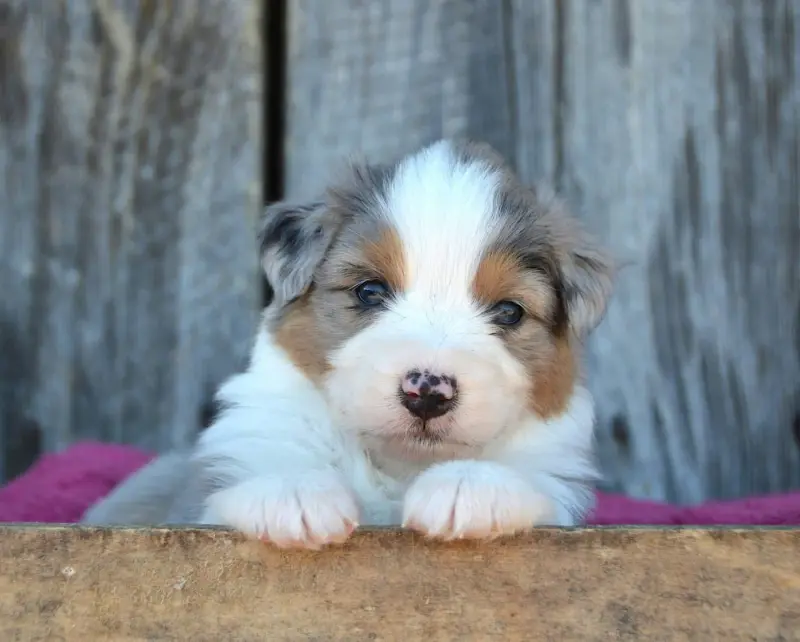 Chiot, Berger australien, élevage Du Domaine de Keops