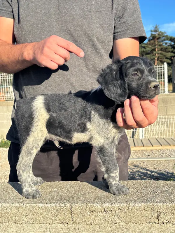 Chiot, Épagneul breton, élevage De la Terrible Menee