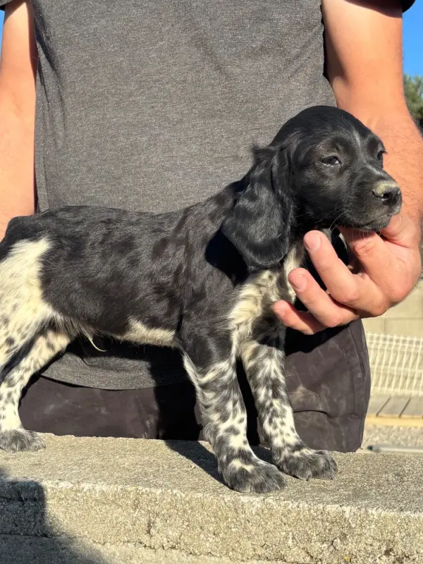 Chiot, Épagneul breton, élevage De la Terrible Menee