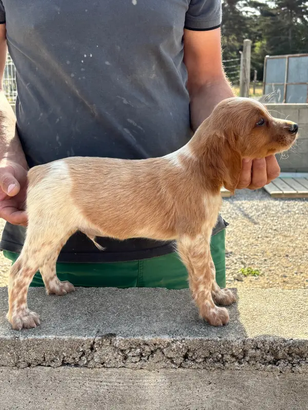 Chiot, Épagneul breton, élevage De la Terrible Menee