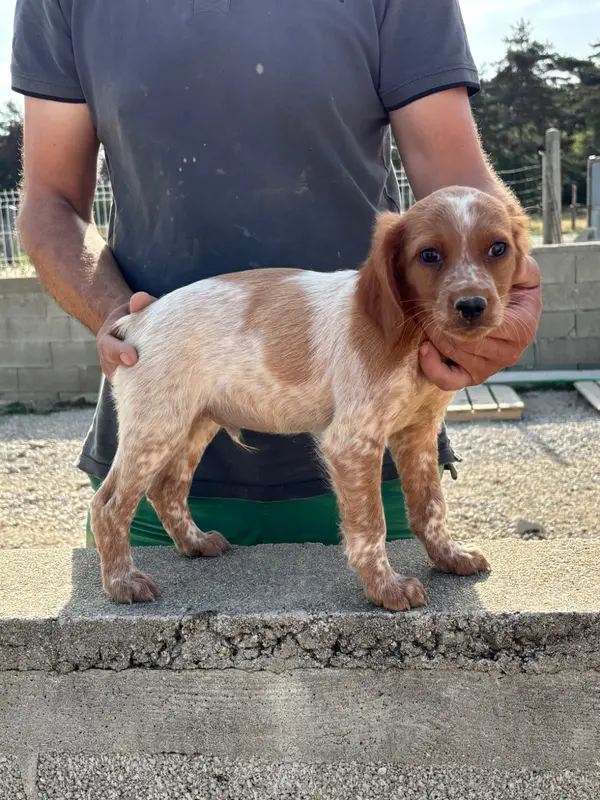 Chiot, Épagneul breton, élevage De la Terrible Menee