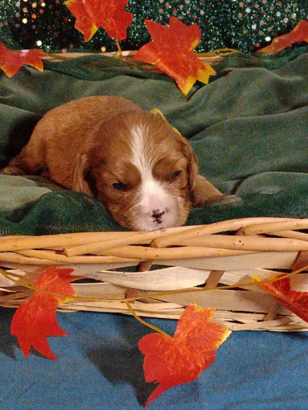CHIOT 9: Lien Vert Anis, Cavalier King Charles, élevage Des Joyaux d'Alesia