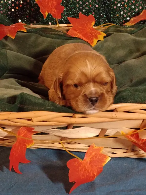 CHIOT 7: Lien Bleu foncé, Cavalier King Charles, élevage Des Joyaux d'Alesia