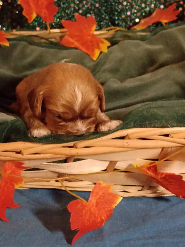 CHIOT 8: Lien Bleu Roy, Cavalier King Charles, élevage Des Joyaux d'Alesia