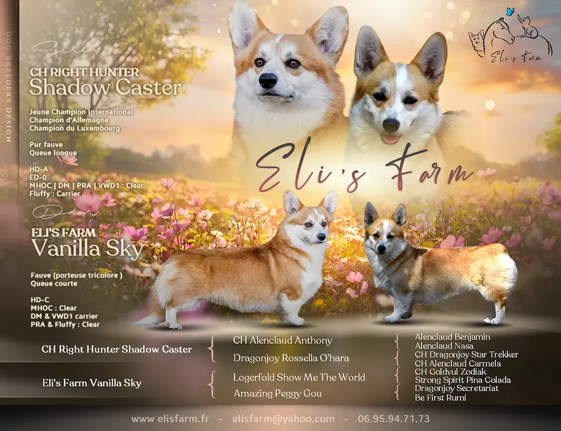 Portée de Welsh corgi Pembroke, élevage Eli's Farm