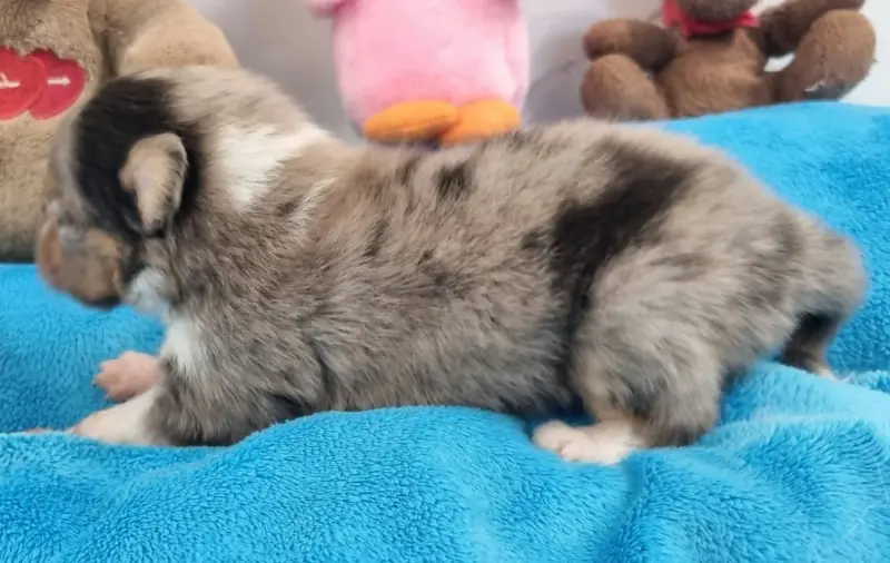 Portée de Berger des Shetland, élevage Des Shelties de la Rose