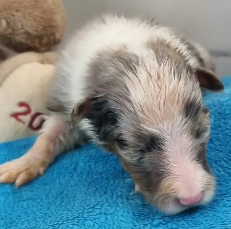 Femelle Bleue Merle, Berger des Shetland, élevage Des Shelties de la Rose