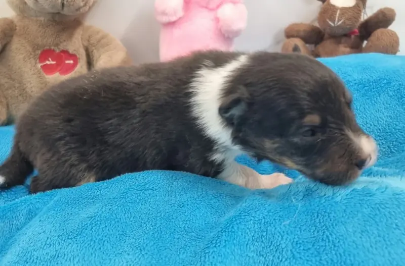 Mâle Tricolore, Berger des Shetland, élevage Des Shelties de la Rose