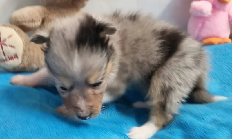 Photo de l'élevage Des Shelties de la Rose