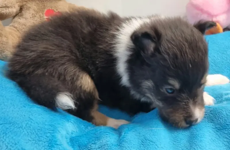 Photo de l'élevage Des Shelties de la Rose