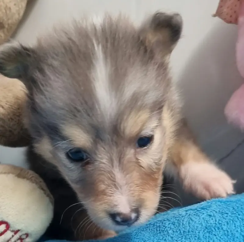 Photo de l'élevage Des Shelties de la Rose