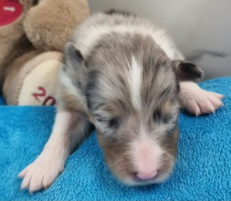 Male Bleu, Berger des Shetland, élevage Des Shelties de la Rose