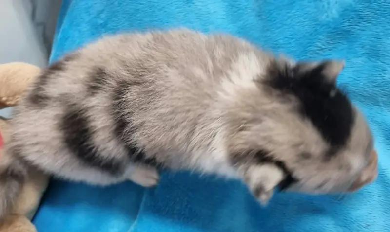 Photo de l'élevage Des Shelties de la Rose