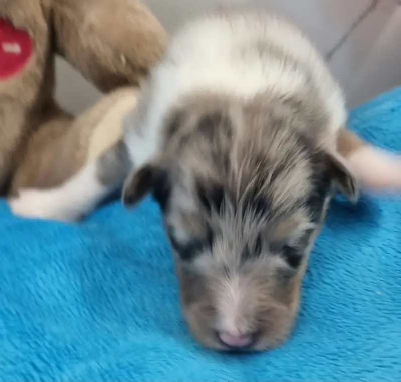 Male Bleu, Berger des Shetland, élevage Des Shelties de la Rose