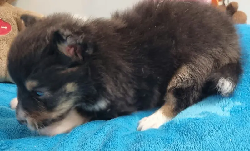 Photo de l'élevage Des Shelties de la Rose