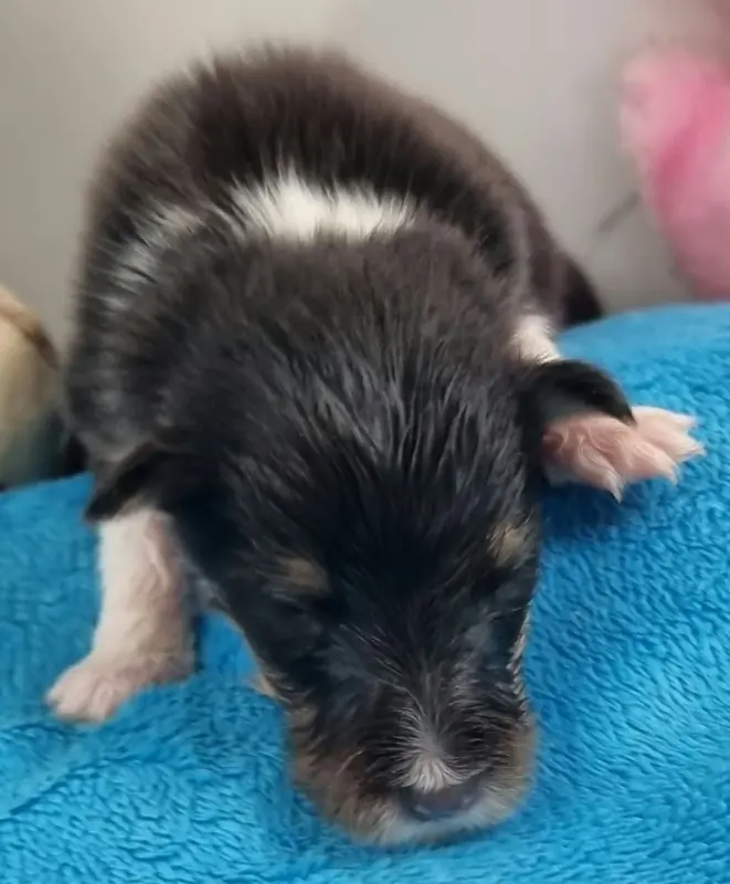 Male Tricolore, Berger des Shetland, élevage Des Shelties de la Rose