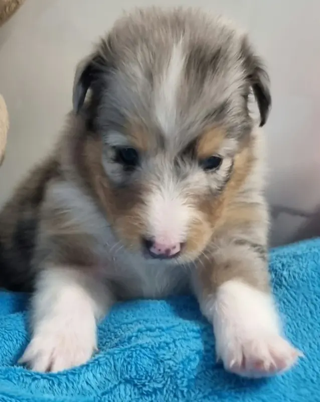 Portée de Berger des Shetland, élevage Des Shelties de la Rose