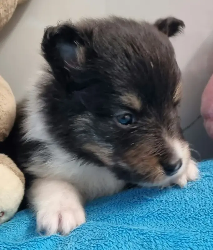 Photo de l'élevage Des Shelties de la Rose