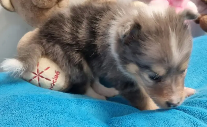 Photo de l'élevage Des Shelties de la Rose
