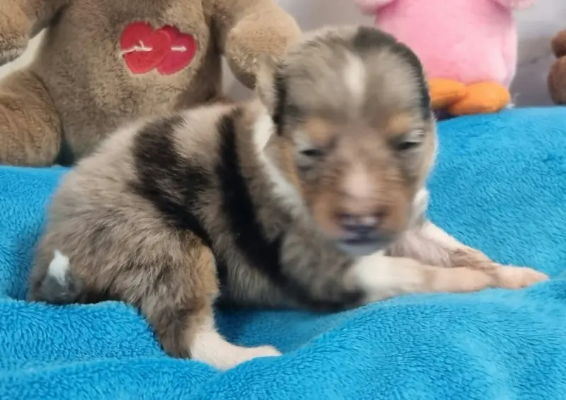 Portée de Berger des Shetland, élevage Des Shelties de la Rose