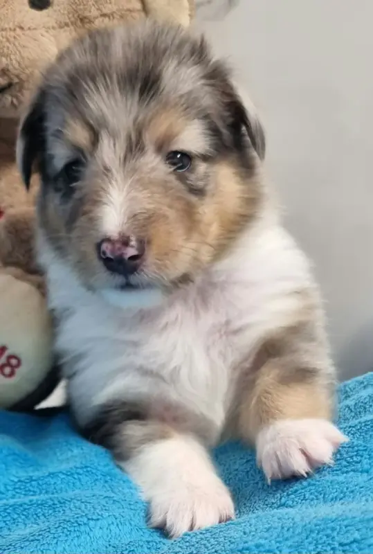 Portée de Berger des Shetland, élevage Des Shelties de la Rose