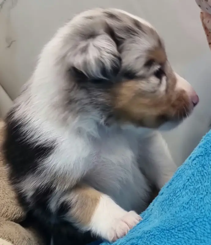 Portée de Berger des Shetland, élevage Des Shelties de la Rose