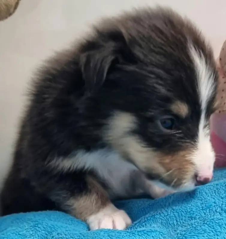 Portée de Berger des Shetland, élevage Des Shelties de la Rose
