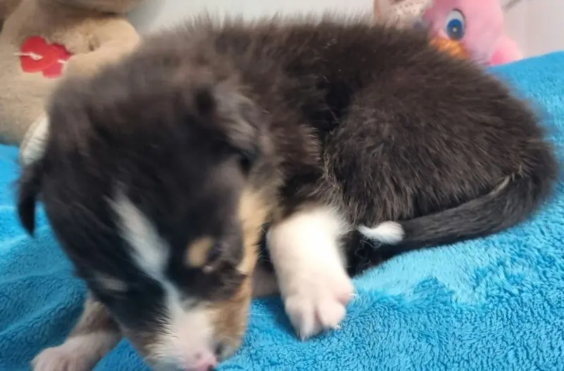 Portée de Berger des Shetland, élevage Des Shelties de la Rose