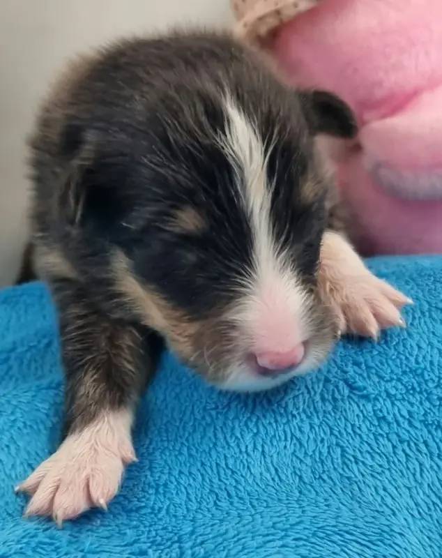 Male Tricolore, Berger des Shetland, élevage Des Shelties de la Rose