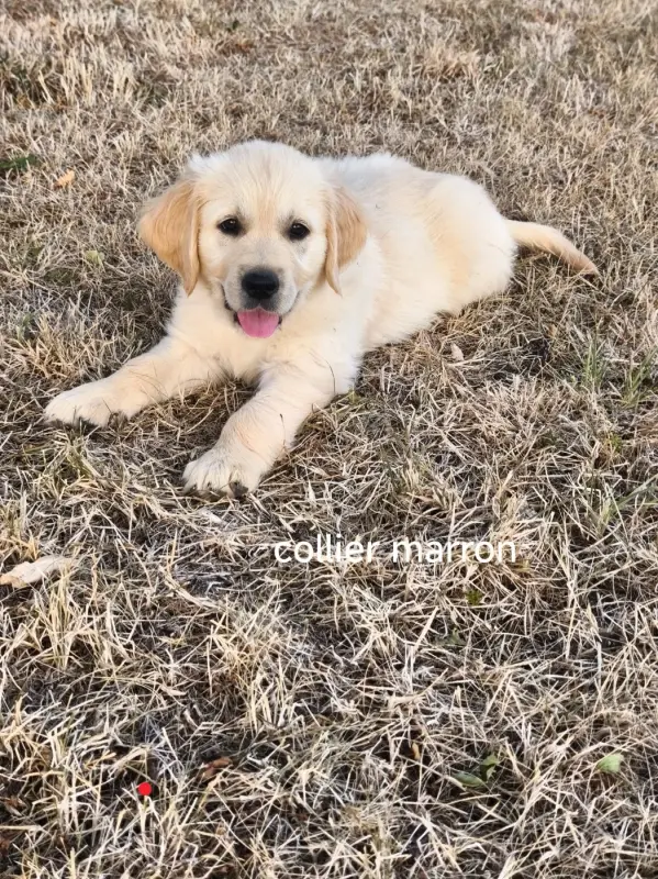 Portée de Golden retriever, élevage Du Domaine du Mont Chauve