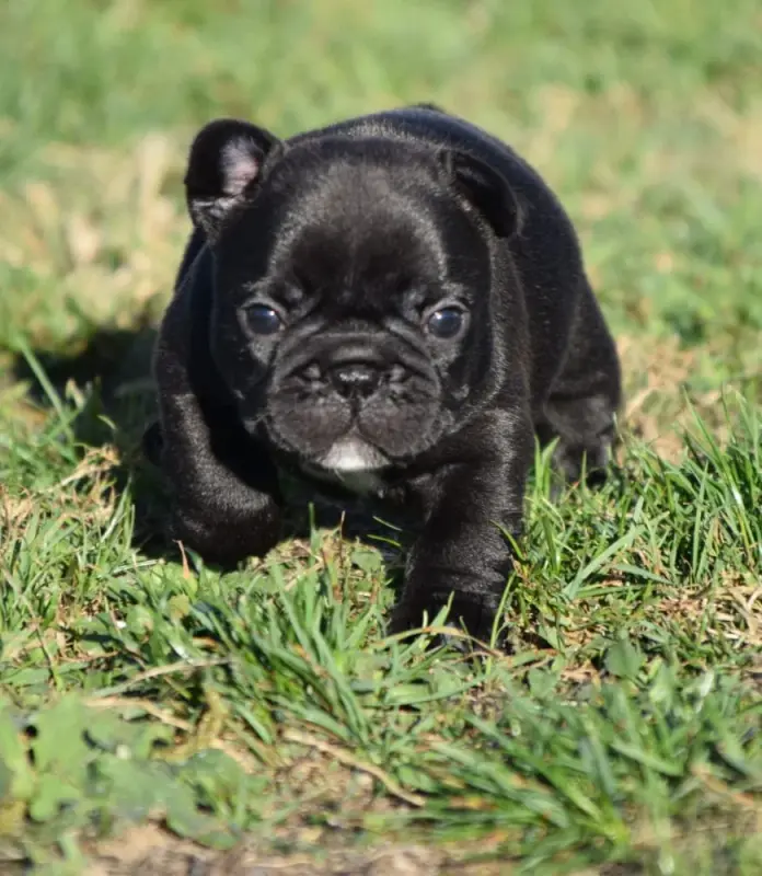 Collier Bleu, Bouledogue français, élevage Du Royaume des Ty Zef