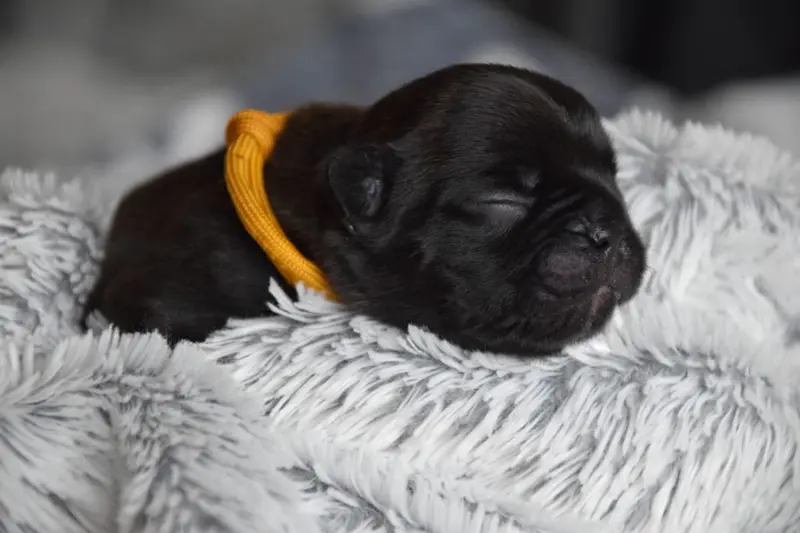 Portée de Bouledogue français, élevage Du Royaume des Ty Zef