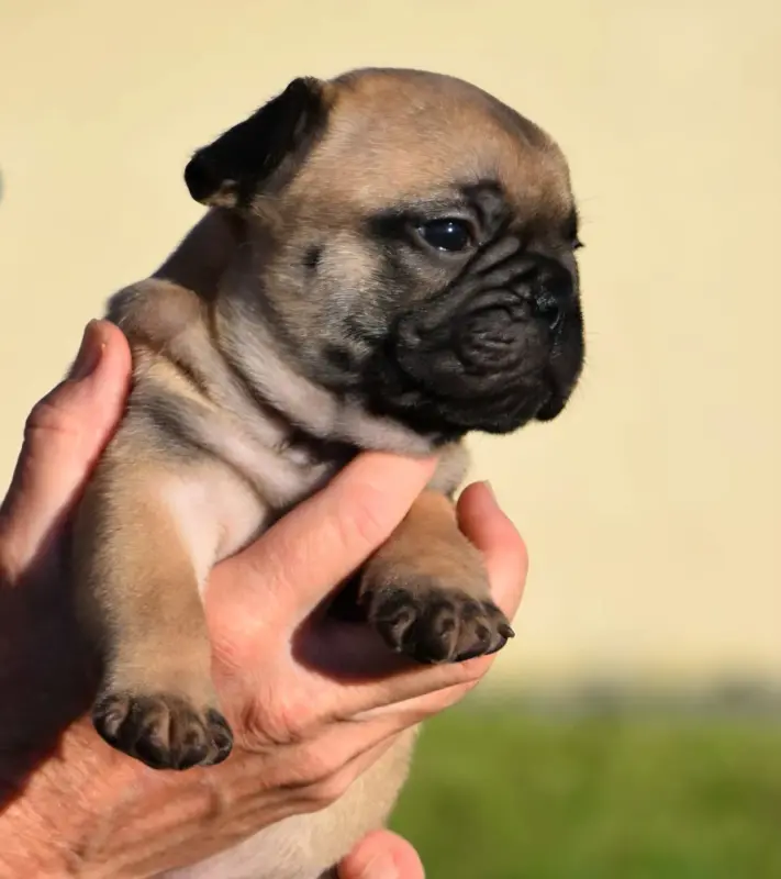 Collier Noir, Bouledogue français, élevage Du Royaume des Ty Zef