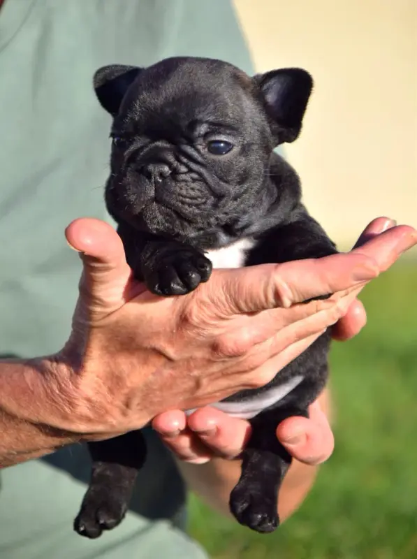 Collier Vert, Bouledogue français, élevage Du Royaume des Ty Zef