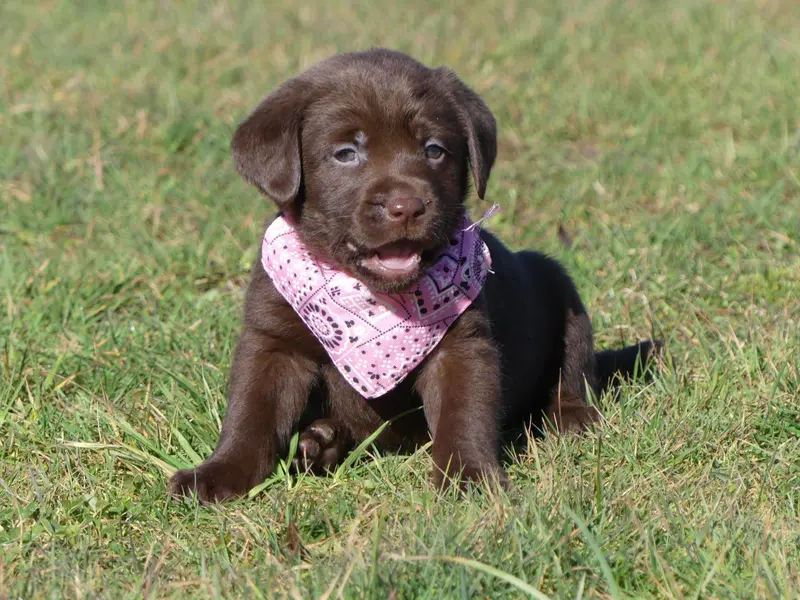 Portée de Labrador retriever, élevage Des Terres des Forges