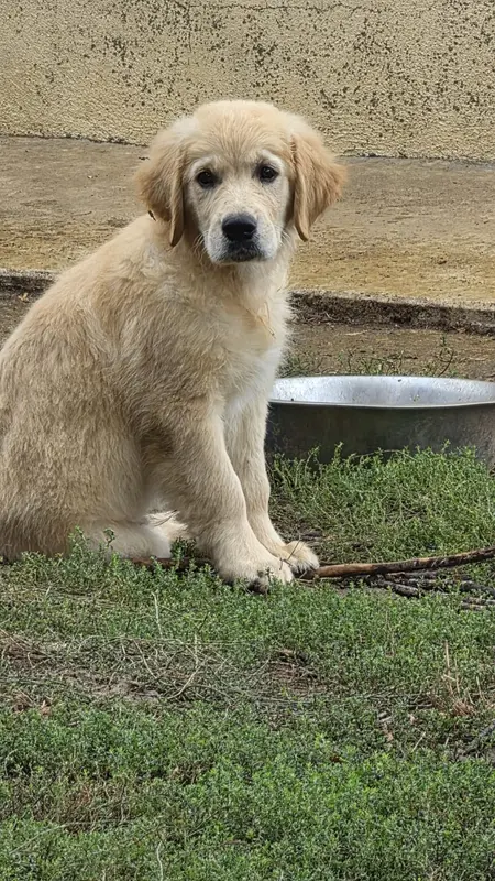 Portée de Golden retriever, élevage Des Terres des Forges