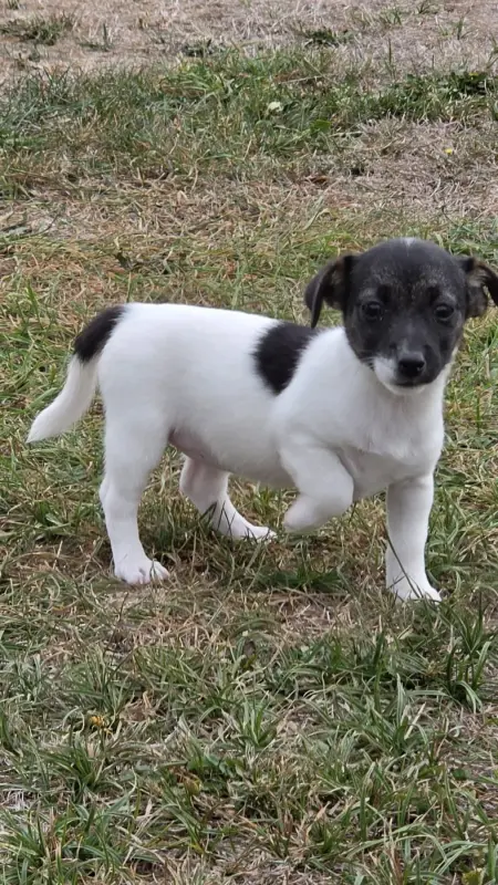 Portée de Jack Russell terrier, élevage Des Terres des Forges