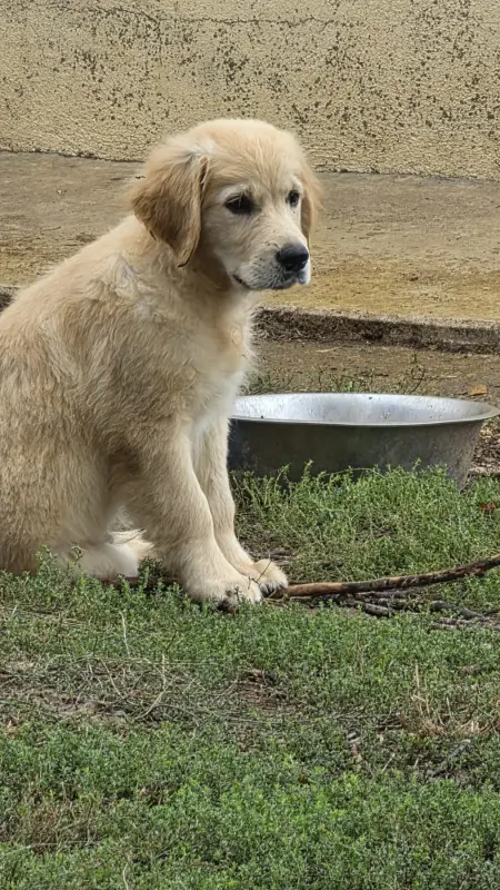 Portée de Golden retriever, élevage Des Terres des Forges
