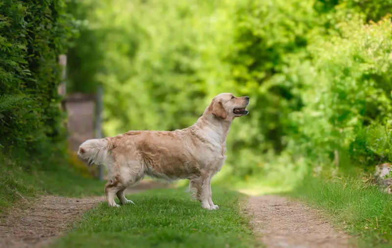 Portée de Golden retriever, élevage Des Plaines des Bruyeres