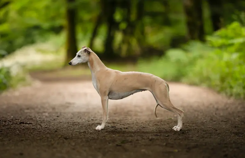 Mère de la portée de Whippet, élevage Des Plaines des Bruyeres