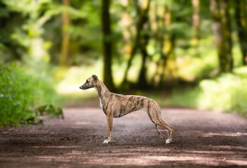 Mère de la portée de Whippet, élevage Des Plaines des Bruyeres