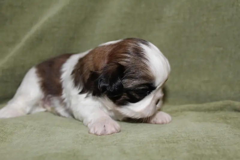 Mademoiselle 2, Shih tzu, élevage De la Magie de Lys