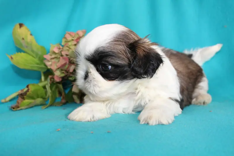 Portée de Shih tzu, élevage De la Magie de Lys