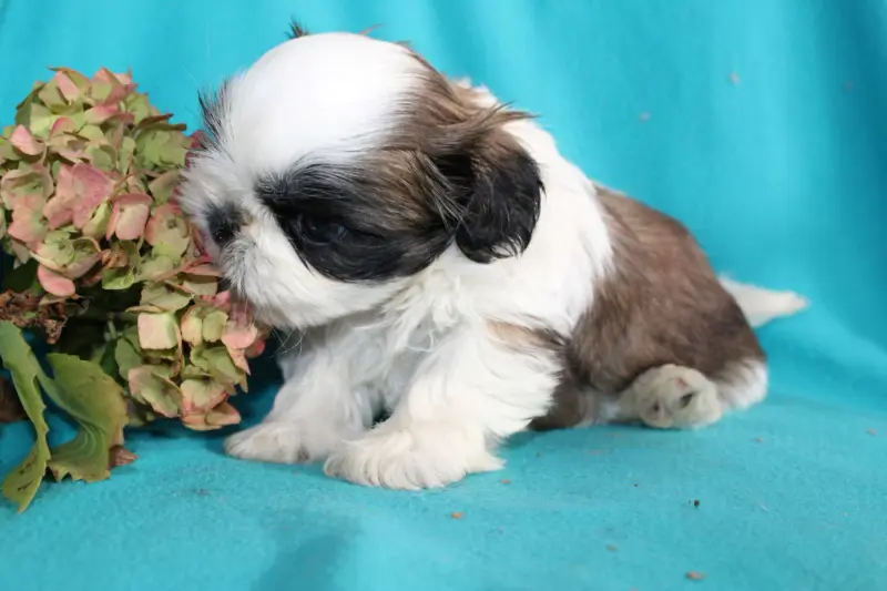 Portée de Shih tzu, élevage De la Magie de Lys