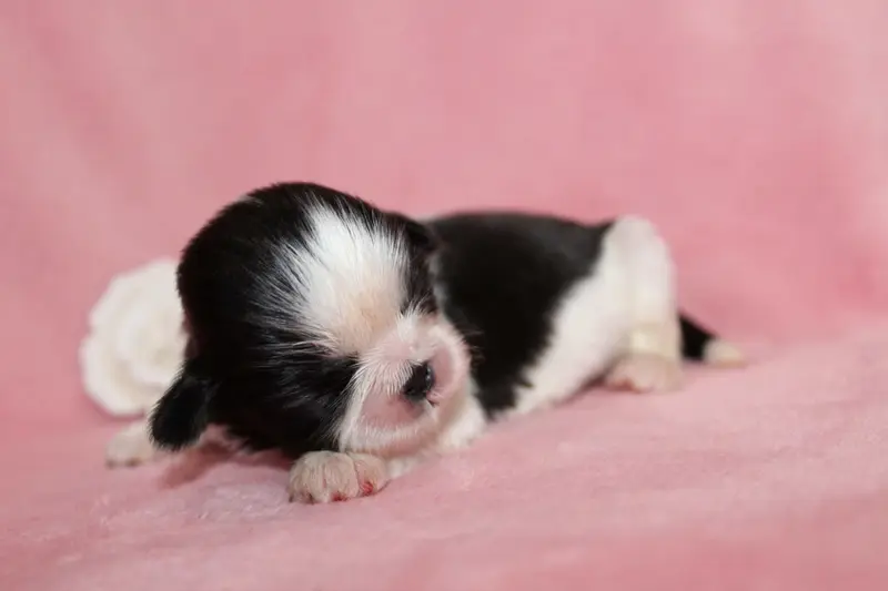 Mademoiselle 3, Shih tzu, élevage De la Magie de Lys